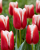 Tulpe (Tulipa) 'Balance'