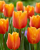 Tulpe (Tulipa)