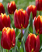 Tulipa Prestige
