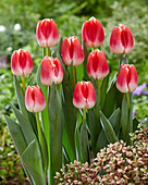 Tulpe (Tulipa) 'With Love'
