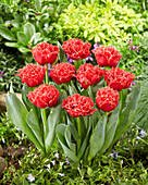 Tulpe (Tulipa) 'Bendigo'