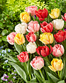 Tulpe (Tulipa) 'Foxtrot, Mischung