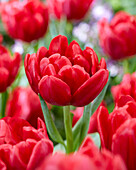 Tulipa Red Foxtrot