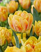 Tulipa Foxy Foxtrot