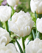 Tulpe (Tulipa) 'White Foxtrot'