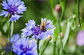 Biene auf blauer Kornblume (Centaurea cyanus)