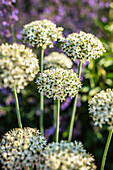 White ornamental leek, flower heads (Allium)