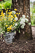 Blumenstrauß aus Zwiebelblüten (Allium cepa), Färberkamille (Anthemis tinctoria) und Wilde Möhre (Daucus carota subsp. carota) im Zinkeimer