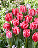 Tulipa Pink Foxtrot