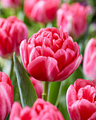 Tulipa Pink Foxtrot