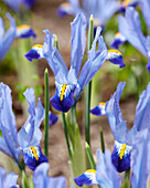 Netzblatt-Schwertlilie (Iris reticulata) 'Carolina'
