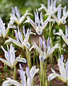 Netzblatt-Schwertlilie (Iris reticulata) 'Painted Lady'