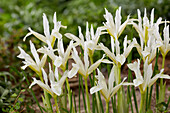 Netzblatt-Schwertlilie (Iris reticulata) 'Pauline White'