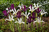 Netzblatt-Schwertlilie (Iris reticulata) 'Pauline' und 'Pauline White'