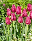 Tulpe (Tulipa) 'Embrace'