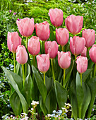 Tulipa Signum