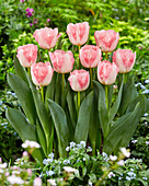Tulpe (Tulipa) 'Pink Marble'