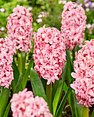 Hyazinthe (Hyacinthus) 'Spring Beauty'