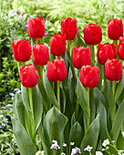 Tulpe (Tulipa) 'Heartbreaker'