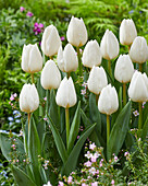 Tulipa Franciscus