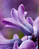 Hyazinthe (Hyacinthus) 'Violetti Star'