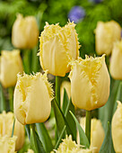 Tulpe (Tulipa) 'Rebellious Yellow'
