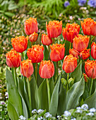 Tulpe (Tulipa) 'Orange Passion'