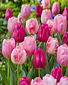 Tulpe (Tulipa) 'Pink Triumph Mix'
