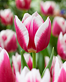 Tulipa Picardy