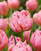 Tulipa Dotcom