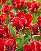 Tulpe (Tulipa) 'Seadov Parrot'
