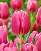 Tulipa Ivanka