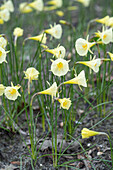 Narzisse (Narcissus) 'Arctic Bells'