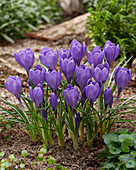 Krokus (Crocus) 'Aqua'