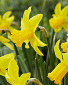 Narzisse (Narcissus) 'February Gold'