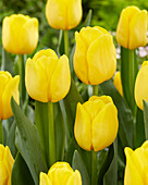 Tulipa Lobke