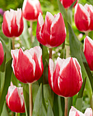 Tulpe (Tulipa) 'Stargazer'