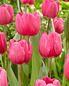 Tulpe (Tulipa) 'Tai Chi'