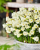 Narzisse (Narcissus) 'White Petticoat'