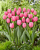 Tulpe (Tulipa) 'Sweet Telle'