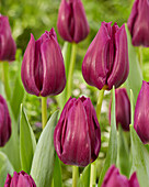 Tulpe (Tulipa) 'Purple Valley'