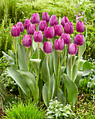 Tulipa Roeska