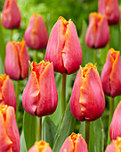 Tulpe (Tulipa) 'Louvre Orange'