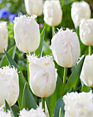 Tulpe (Tulipa) 'Lady Smile'