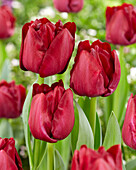 Tulpe (Tulipa) 'Red Saigon'