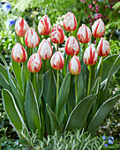 Tulipa Happy Generation
