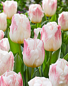 Tulpe (Tulipa) 'Calgary Sensation'