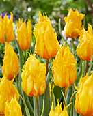 Tulpe (Tulipa) 'Yellow Fire'