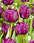 Tulpe (Tulipa) 'Negrita Double'