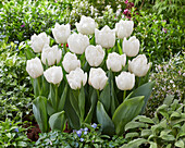 Tulpe (Tulipa) 'White Heart'